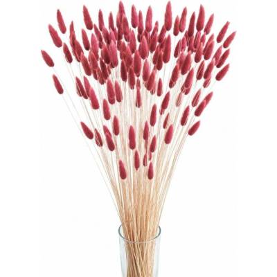 Sušený lagurus (králičí ocásek) vínový 90g-95g