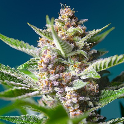 Sweet Seeds Purple Punch OG semienka neobsahujú THC 100 ks
