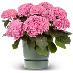 Hy-Pe Unique Хортензия Macrophylla Pink - Hy-Pe
