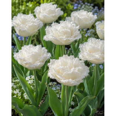 Tulipán 'Snow crystal' 5 ks