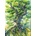 Enjoy - Puzzle Tree of Life - 1 000 piese
