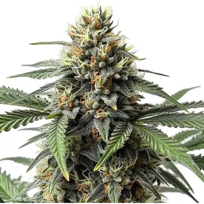 Blimburn Seeds CR + (Critical +) semienka neobsahujú THC 6 ks