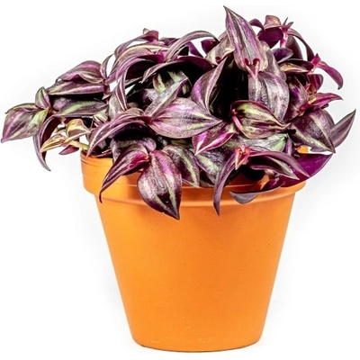 Gardners Tradescantia zebrina Purple, průměr 10-12 cm Podeňka, voděnka