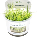 Juncus repens