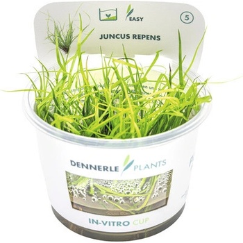 Juncus repens