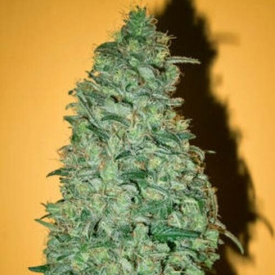 Mandala Seeds California Dream semena neobsahují THC 6 ks