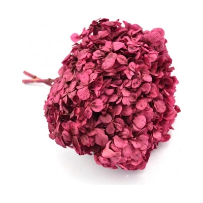 Hortenzie standard (Hortensias)