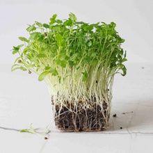 Koriandr setý, lámaná semínka na microgreens, 100 g