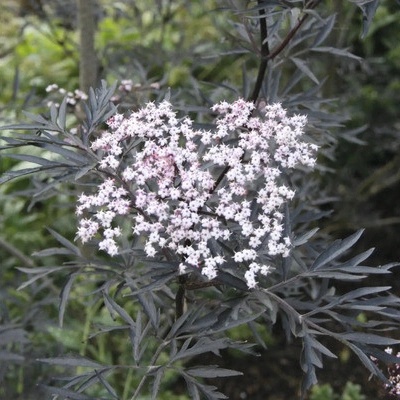 Bez černý FloraSelf Sambucus nigra 'Black Lace' výška 50-60 květináč cm 5 l
