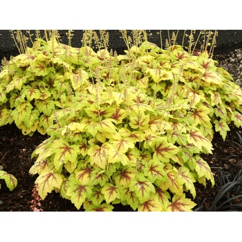 Heucherela Stoplight - Heucherella, kont. 0,5 l