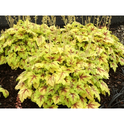 Heucherela Stoplight - Heucherella, kont. 0,5 l