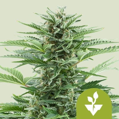 Royal Queen Seeds Easy Bud AUTO semena neobsahují THC 5 ks