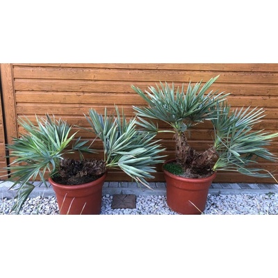 Trithrinax campestris – kmeň 20cm+