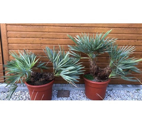 Trithrinax campestris – kmeň 20cm+