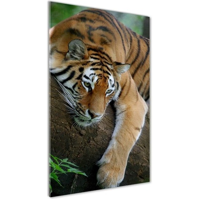 Vertikálny foto obraz sklenený Tiger na strome 50x100 cm