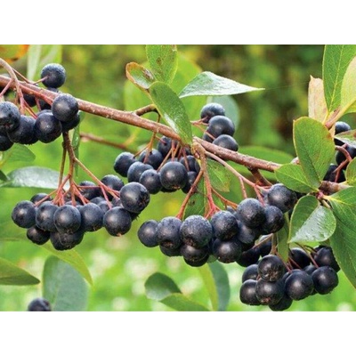 Arónia čiernoplodá na 70-90 cm kmienku, výška 130-160 cm, kvetináč 3 l