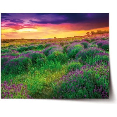 Sablio Plagát Levanduľové pole - 60x40 cm