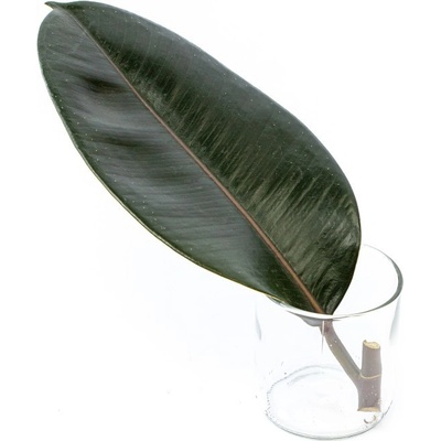 Gardners Ficus elastica Abidjan - řízek k zakořenění Fíkovník pryžodárný, Fíkovník, Gumovník