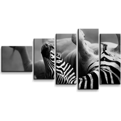 Sablio Obraz - 5-dílný Válajúca sa zebra - 100x60 cm