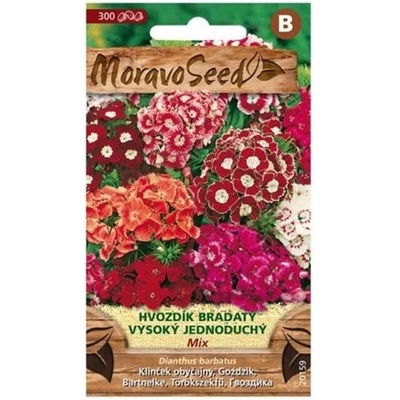 MORAVOSEED Hvozdík bradatý vysoký jednoduchý směs
