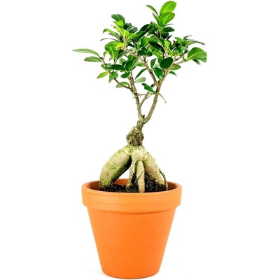 Gardners Ficus microcarpa Ginseng, průměr 9-10,5 cm Fíkovník drobnolistý