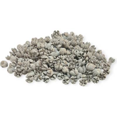 Sušené plody Schima Wallichii - Walachi pods 270g - vintage biele