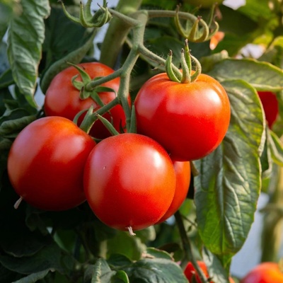 Rajče Rentita - Solanum lycopersicum - semena rajčete - 15 ks