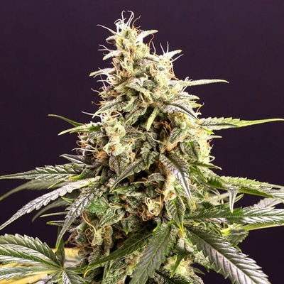 Humboldt Seed Organization Chem Bomb Auto semienka neobsahujú THC 10 ks