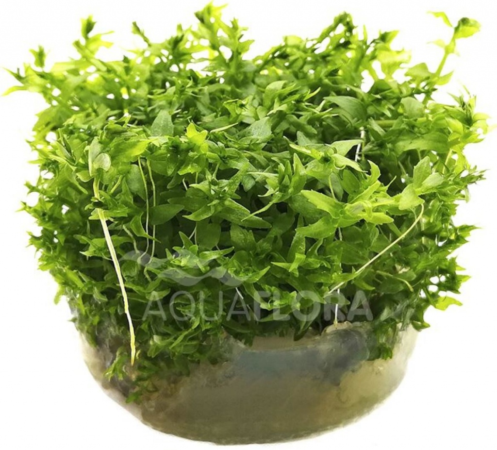 Gratiola viscidula