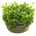 Gratiola viscidula