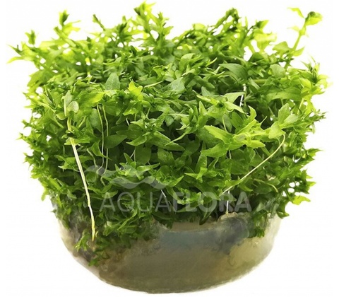 Gratiola viscidula