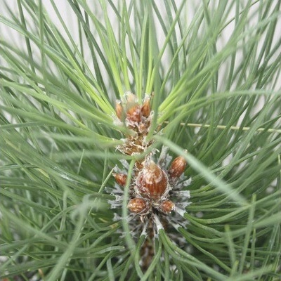 Borovica čierna Botanico Pinus nigra 'Green Tower' výška 50-60 cm kvetináč 6 l
