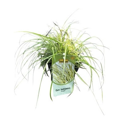 Ostřice ošimenská FloraSelf Carex oshimensis 'Evergold' 5-20 cm květináč Ø 14 cm