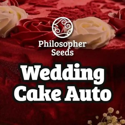 Philosopher Seeds Wedding Cake AUTO semena neobsahují THC 3 ks