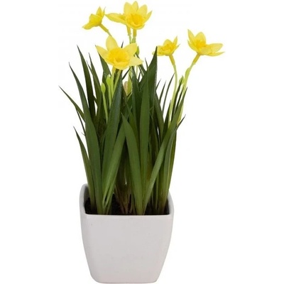 Rozkvetlé narcisy, 23 cm
