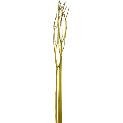Mitcumata, Kuwa žluta 120-130 cm, 3 ks