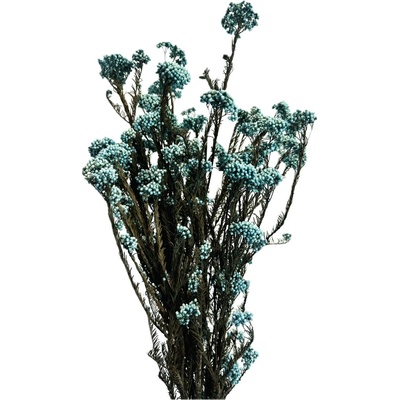 Stabilizovaný ozothamnus diosmi azurovo modrý svazek 100g