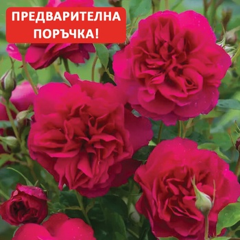 David Austin® Роза Thomas a Becket® - David Austin®