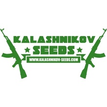 Kalashnikov Seeds Vodka Lemon semena neobsahují THC 5 ks