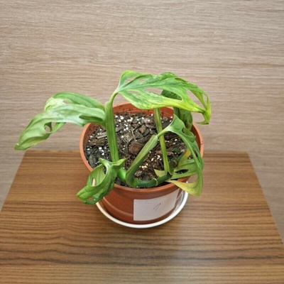 Monstera Adansonii Indonesian Marble č1