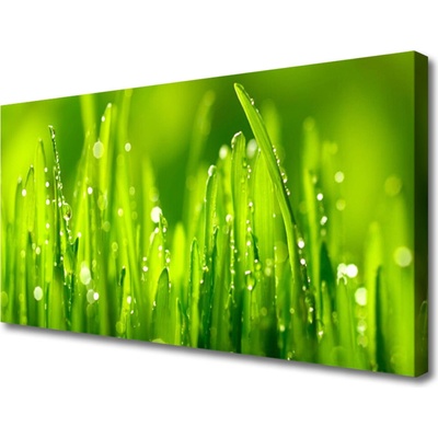 Obraz Canvas Zelená tráva kvapky rosy 100x50 cm