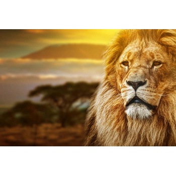 DIMEX ART s. r. o Флизелинов фототапет величествен лъв 375 x 250 см