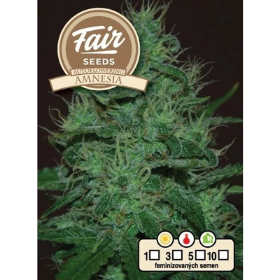FAIR SEEDS Amnesia AUTO semienka neobsahujú THC 10 ks