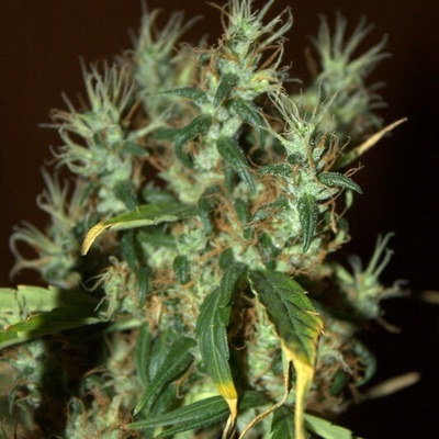 Mr. Nice Mango Haze regular semienka neobsahujú THC 15 ks