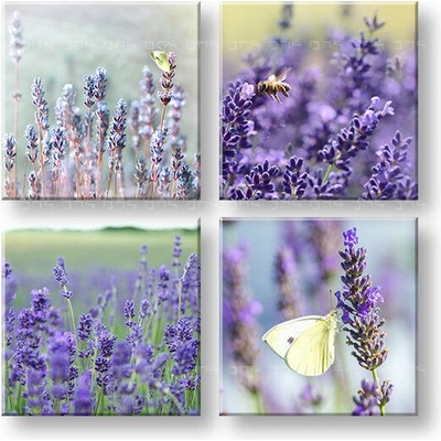 Obraz na stenu Lavender dream - 40x40 cm