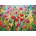 Cherry Pazzi - Puzzle Wild Beauty - 1 000 piese