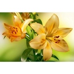 DIMEX ART Флизелинов фототапет лилия 375 x 250 см