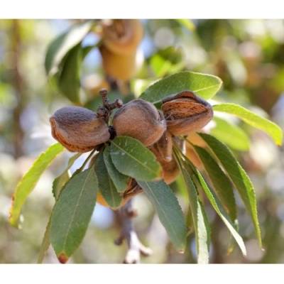 Mandľovník (Prunus dulcis) ´TEXAS´ – výška 130–160 cm, obvod kmeňa 4/6 cm, kont. C10L