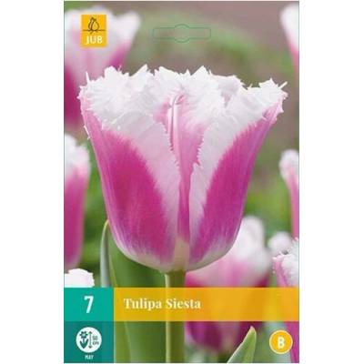 Maják Tulipán Siesta "C" 7 ks