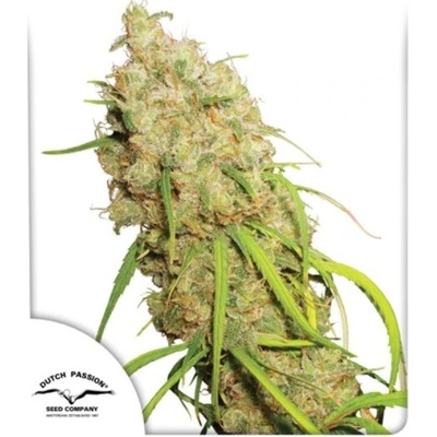 Dutch Passion Desfran semena neobsahuji THC 100 ks